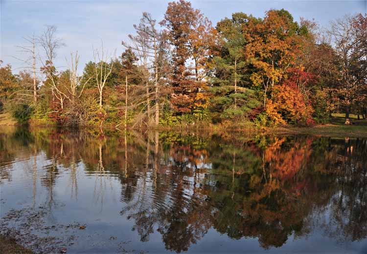 pond and autumn trees